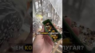 Чем кормить попугая Кореллу? Пророст, зерно для попугая, фрукты и овощи. #корелла #попугай #птицы