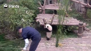 HERMOSO OSO PANDA NO DEJA TRABAJAR!!