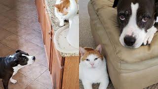 Cat Caught Sneaking Dog Extra Treats  | The Cat Chronicles