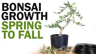 How to Make a Bonsai Tree - Spring to Fall Growth and Styling