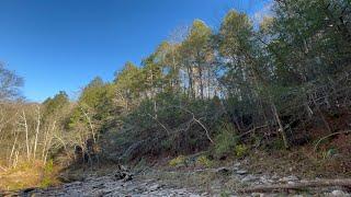 Old growth hemlock grove in Northern Virginia