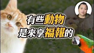 【輪迴】為何有些動物過得比人還好？動物前世不全是罪大惡極，有些是來享福報的！