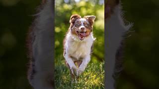 When you meet other cute NYC Australian Shepherds! #dog #australianshepherd #dogphotography #cutedog