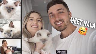 Bringing Home Our Ragdoll Kitten | WE GOT A KITTEN! | Kitten Essentials Mini Haul