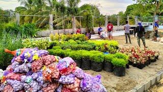 Wow grabe yong transformation garden makeover landscaping design #junielandscape #beforeandafter