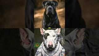 PITBULL TERRIER, ROTTWEILER, CANE CORSO, BULL TERRIER, AMERICAN BULLY (BEAST)