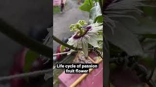 Passion fruit ( life cycle of passion fruit flower )