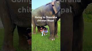Sauraha chitwan nepal#reelsvideo #visiting #nepal#sauraha #foryou #foryoupage #foryoupageofficiall #
