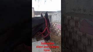 murtajiz badshah zuljana|zuljana pak