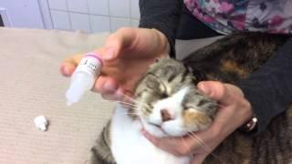 How to give a Cat Eye Drops