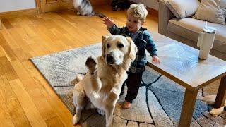 Adorable Baby Boy Teaches New Retriever To Say Bye Bye! (Cutest Ever!!)