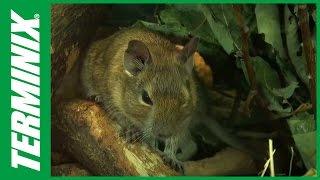 Rodents Facts and Rodent Control Tips with Terminix