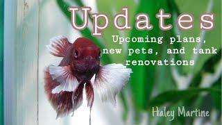 I’m Getting a 5th Betta?! | Updates