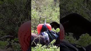 Great frigatebird - Fregata minor#shorts #birds #bird #birdslover #nature #animals #wildlife