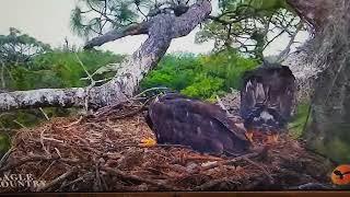 Eagle Country Meadow blown from the nest