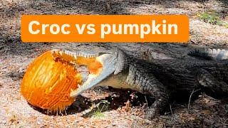 Croc vs pumpkin