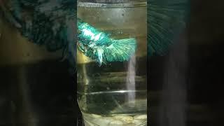 Different  color of Beta fish/ JM Fampula