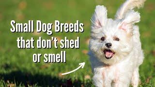 The Best Small Dog Breeds That Don't Shed OR Smell!