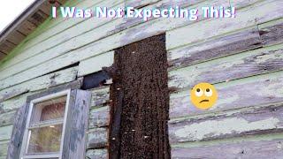 MASSIVE Bee Hive Removal!  Bee Rescue Florida!