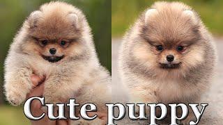 Cute Pomeranian puppy Teddy Bear style. 011 #pomeranianpuppy #cutepomeranian #pomeranian