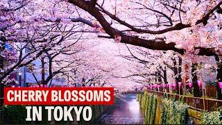 The Best Places to See Cherry Blossoms in Tokyo