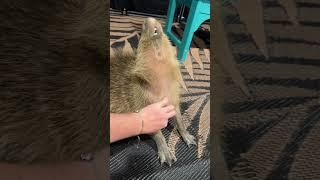 How cute are baby capybara’s!!!!!