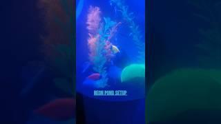 Neon widow tetra fish in new neon setup aquarium pond #neon #fishytails #asmr