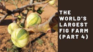 The World's Largest Fig Farm - Son Mut Mou (Part 4)