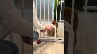 Babelio Upgraded Baby Gate with Cat Door – The Ultimate Solution for Pet-Friendly Homes