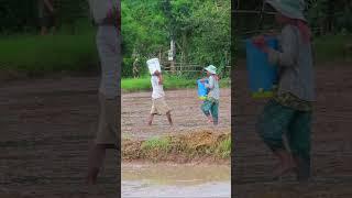 Growing rice from a skilled couple