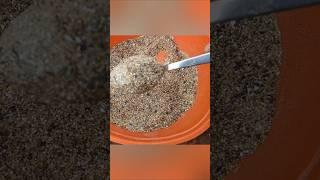 Organic home made fertilizer for flower plants/ terrace garden/ Sresta garden/more blooms