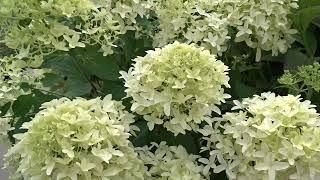 Hydrangea paniculata 'Skyfall'