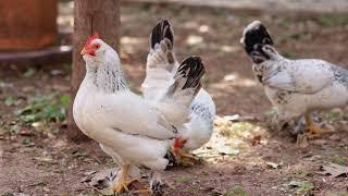 gallinas  gallinas enanas  gallinitas  gallinas diminutas  gallinas y pollitos 