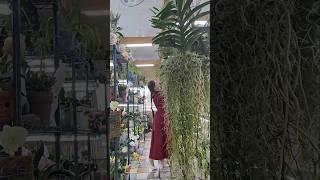 Оранжерейное приветствие #цветы #greenhouse #orchid #flowers #vanda