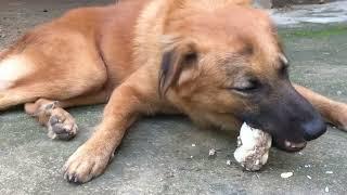 My dogs drink milk episode 298| By Dog Food TV