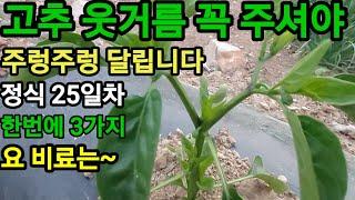 고추 정식 25일차 부터  이걸주시면 고추를 원한대로 수확 합니다