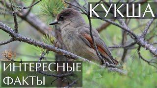 Кукша - интересные факты