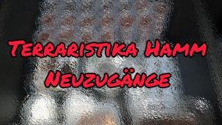 Terraristika Hamm 09/24 - Meine Ausbeute und Einblicke 