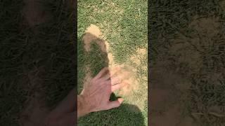 Spot Leveling Lawn With Sand