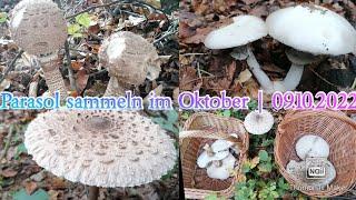 Pilze sammeln im Oktober | viele Parasole 09.10.2022