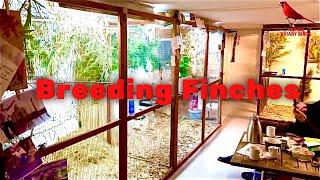 LARGE Bird Room Tour | Aviary Birds | Breeding Finches | Ep: 3:1 | Breeding Update | Bird Sounds