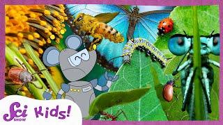 Most Amazing Insect Facts! | SciShow Kids Compilation