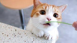 猫只喜欢女人？男主人让女友放假一天独自陪猫，小猫咪两幅面孔？｜花花与三猫 Cat Live