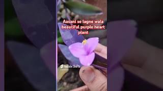 purple heart plant short information  #plants #shorts