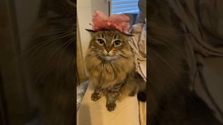 Cats Go From Silly To Serious 