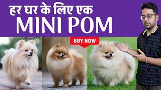 Toy Sized Mini Pom for Every Home, Adorable, Compact, and Loving Toy Sized Dogs