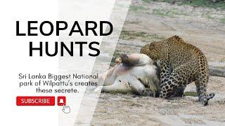 leopard hunt wild pig video | leopard eat wild boar Sri lanka (wilpattu) 200$ #wilpattunationalpark