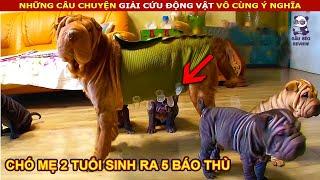 Chó Mẹ 2 tuổi phải mặc áo giáp để tránh 5 con quái vật nhỏ || Review Con Người Và Cuộc Sống