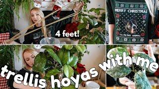 watch me struggle trellising hoyas chatty christmas edition!