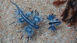 Голожаберный моллюск Главк (лат. Glaucus atlanticus)